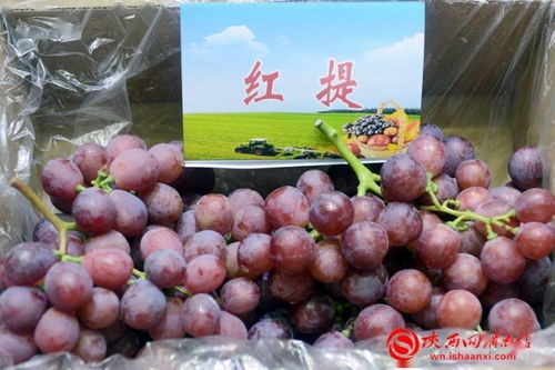 丰收合阳 最美秋色 合阳召开扶贫农产品产销对接会