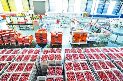 打造全产业链条推动高质量发展——随州香菇全产业链发展扫描